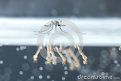 Mosquito larvae in underwater. Stock Photo