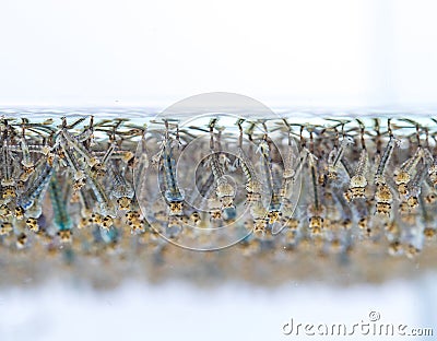 Mosquito larvae in water on white background. Stock Photo