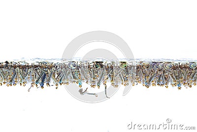 Mosquito larvae in water on white background. Stock Photo