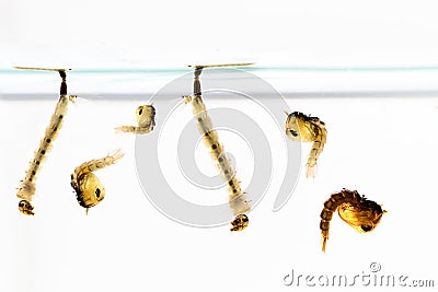 Mosquito Larvae in water Stock Photo