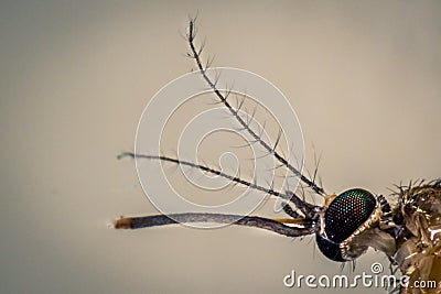 Mosquito lateral double antenna taken with extension tube lens 55-250mm, in macro Stock Photo