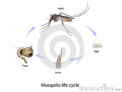 Mosquito life cycle Cartoon Illustration