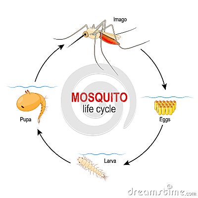 Mosquito life cycle. four stages: Egg, Larva, Pupa and adult insect Vector Illustration