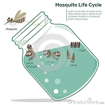 Mosquito Life Cycle in Glass Bottle Vector Illustration