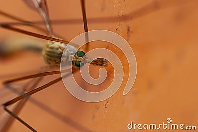 mosquito Stock Photo