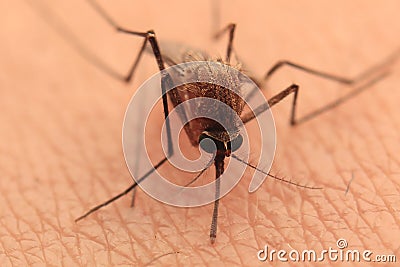 Mosquito Stock Photo