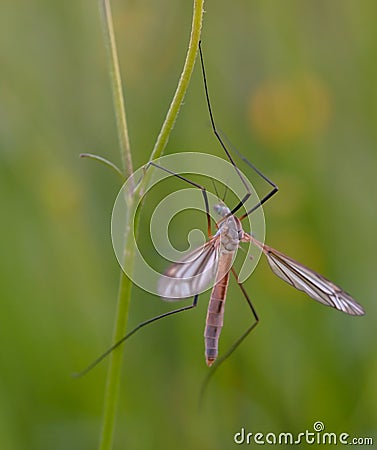 Mosquito nematocera Stock Photo