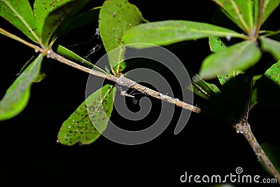 A mosquito at night Stock Photo
