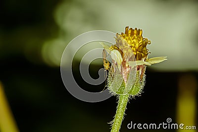 A mosquito is perched by a flower Stock Photo