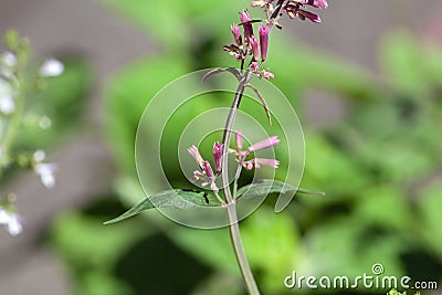 Mosquito plant, Agastache cana Stock Photo