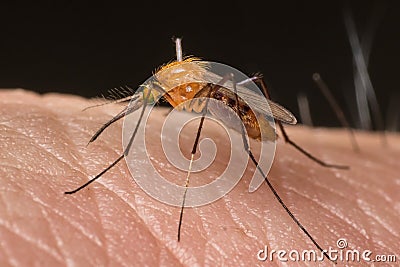 Mosquito resting on human flesh Stock Photo