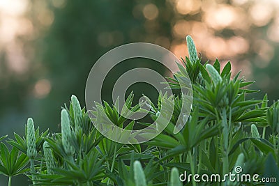 Mosquito resting on lupin plant Stock Photo