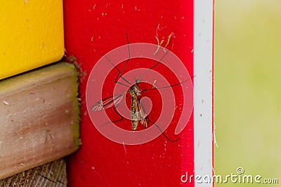 Mosquito resting in the shade outdoors, diptera, culicidae Stock Photo