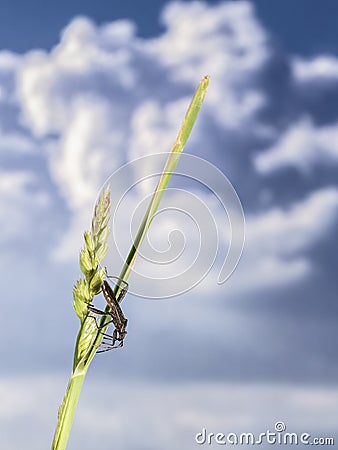 Mosquito resting on a spike Stock Photo