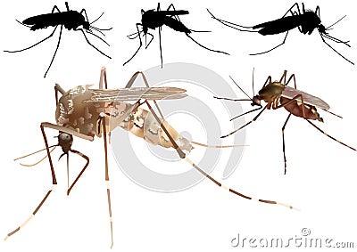 Mosquito Vector Illustration