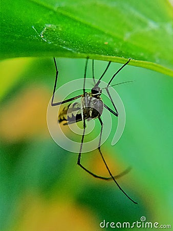 Mosquito sheltering on a leaf Stock Photo