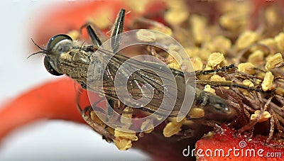 Mosquito sits in a cup of flower Stock Photo