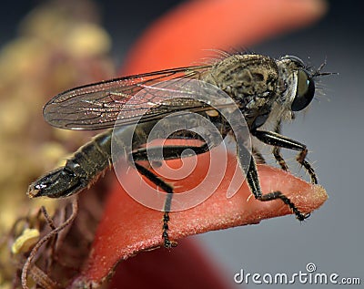 Mosquito sits in a cup of flower Stock Photo