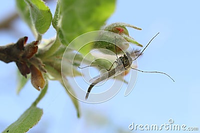 Mosquito sits on a flower Stock Photo
