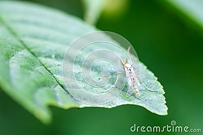 A mosquito sits on a green leaf Stock Photo