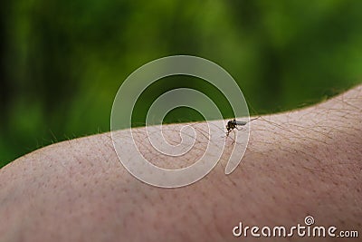 Mosquito sits on mans hand and drinks human blood on green background. Hungry midge on the skin bites out of person. A danger for Stock Photo