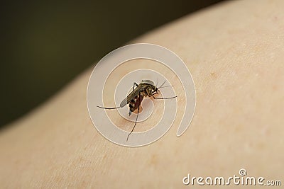 A mosquito sits on a person's arm and drinks blood.Insect pests Stock Photo