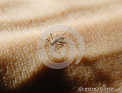 Mosquito on skin Stock Photo