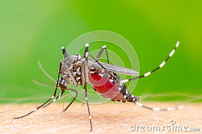 Mosquito on skin human Stock Photo