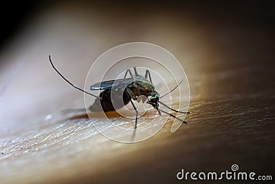 Mosquito sucked blood on human skin Stock Photo