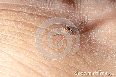 Mosquito sucked blood on human skin Stock Photo