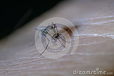 Mosquito sucked blood on human skin Stock Photo