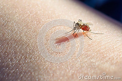 Mosquito sucked blood on human skin Stock Photo