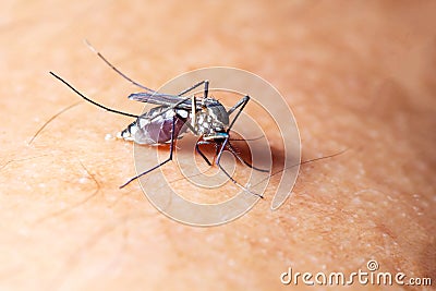 Mosquito sucked blood on human skin. Season of mosquitoes. Stock Photo