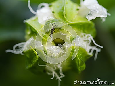 Mosquito Sucked Nectar Stock Photo