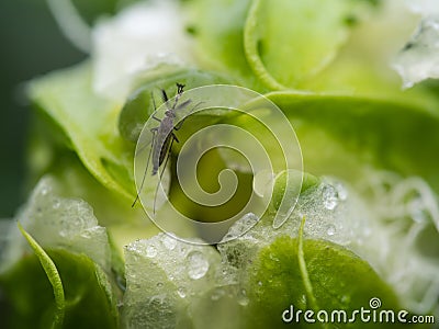 Mosquito Sucked Nectar Stock Photo