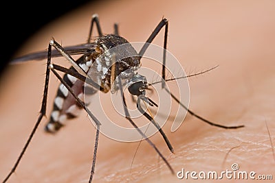 A mosquito sucking blood Stock Photo