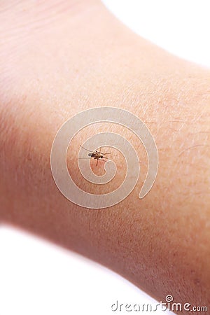 Mosquito sucking blood. Stock Photo