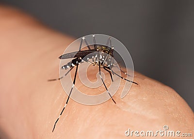 Mosquito sucking blood Stock Photo