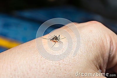 Mosquito Stock Photo