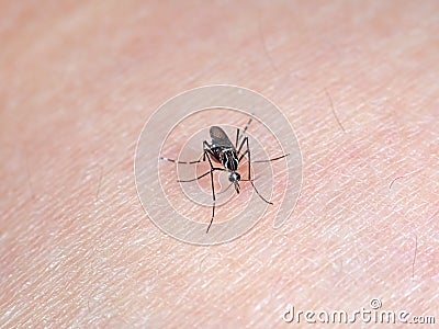 Mosquito Sucking Blood on Human Skin Stock Photo