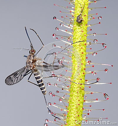 Mosquito on Sundew Stock Photo