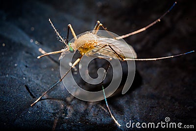 A mosquito on water surface Stock Photo