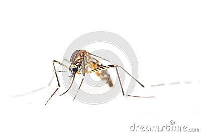 Mosquito Stock Photo