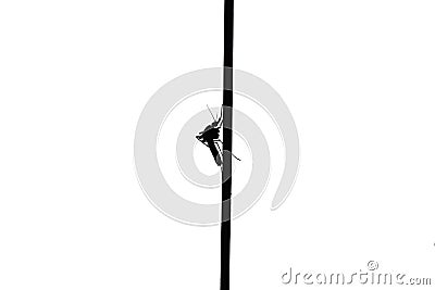 Mosquito on the white background Stock Photo