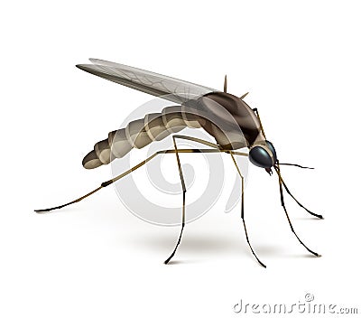 Mosquito on white background Vector Illustration