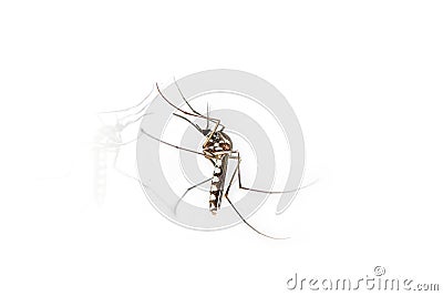 Mosquitoes Stock Photo