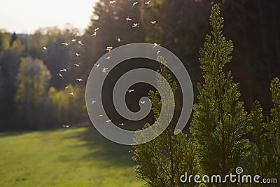 Mosquitos flying in sunset light Stock Photo