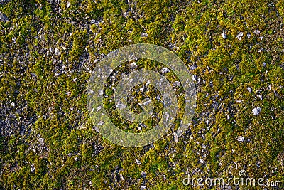Moss on the asphalt. Lichen on the ground. Moss for background. Stock Photo