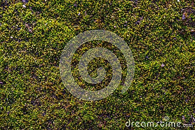 Moss on the asphalt. Lichen on the ground. Moss for background. Stock Photo