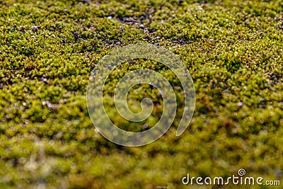 Moss on the asphalt. Lichen on the ground. Moss for background. Stock Photo